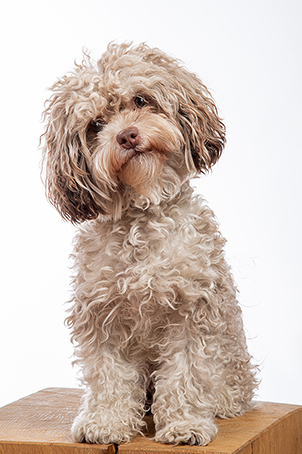 Team des Foto-Ateliers Schröder im Studio in Magdeburg